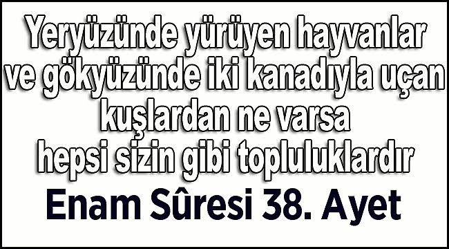 En mucizevi hayvan hangisi?