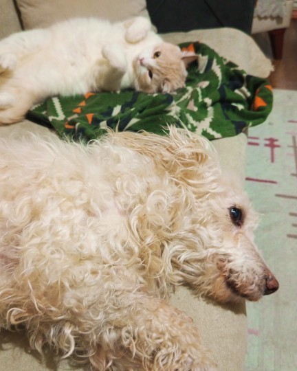 Beraber yaşadığıniz bir köpeğiniz ya da  kediniz var mı?