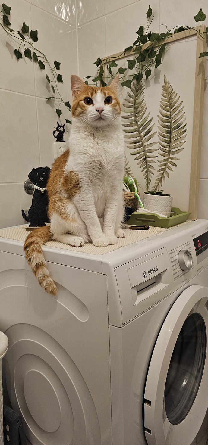 Beraber yaşadığıniz bir köpeğiniz ya da  kediniz var mı?