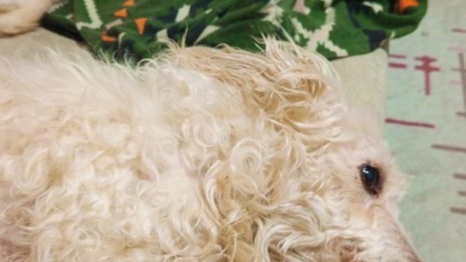 Beraber yaşadığıniz bir köpeğiniz ya da  kediniz var mı?
