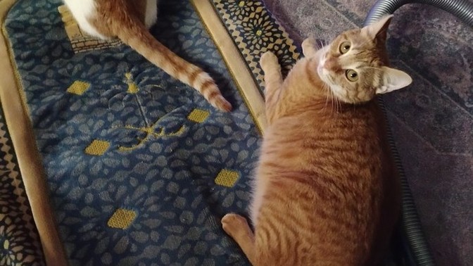 Sizin de kedileriniz böyle mi, evinizde kedi besliyor musunuz?