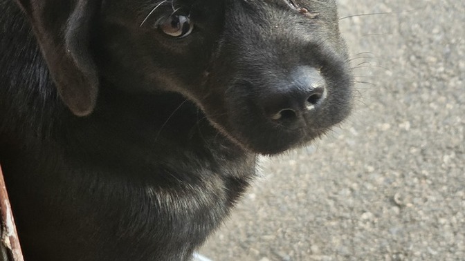 Kapıma gelen bu misafir sizce nasıl?
