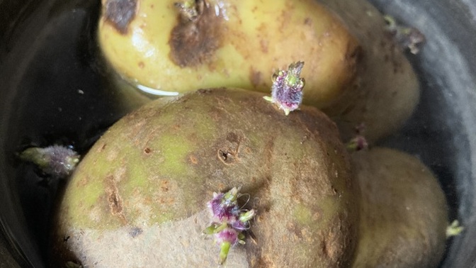 Filizlenmis patates yenr mi?