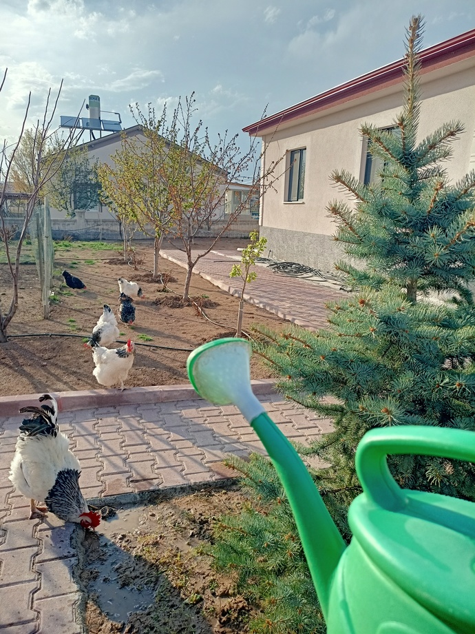 Bahçe, ev ve evlatlarim nasıl duruyorlar ☺️?