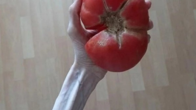 Bu domates yenir mi , bahçeden topladım?