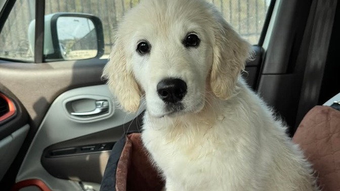 Bu köpek senin olsaydı ismini ne koyardın en güzel ne yakışırdı?