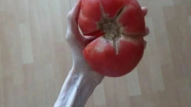 Bahçeden topladım. Bu domates yenir mi?