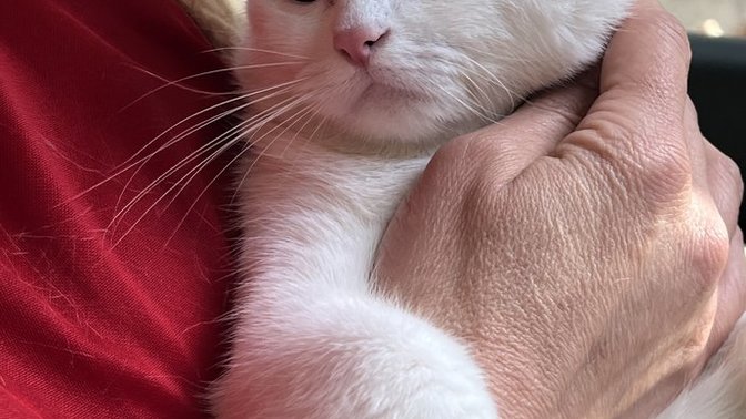 Dün İstanbul'da yaşanan 6.2 lik sarsıntısını kimler yaşadı, bu kedi depremde korkuyu yaşadı gözleri görüyor musunuz?