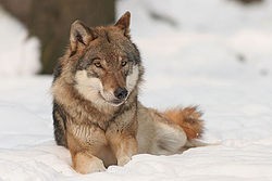 Bir insan silahsız halde bir kurdu 🐺 yenebilir mi?