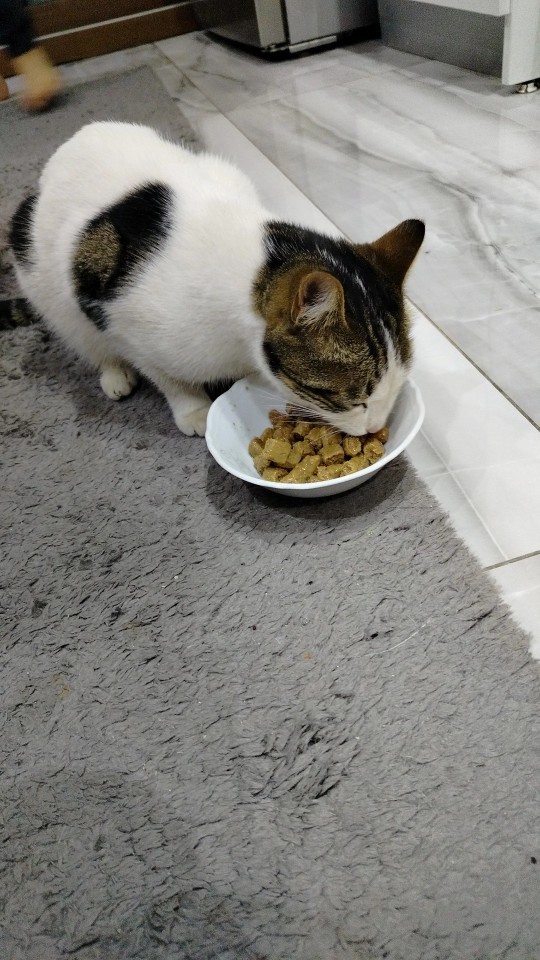 Kedim Şanslı eve geri geldi?