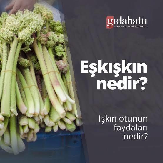 Eşkışkın (ışkın otu veya dağ muzu) yiyen var mı?
