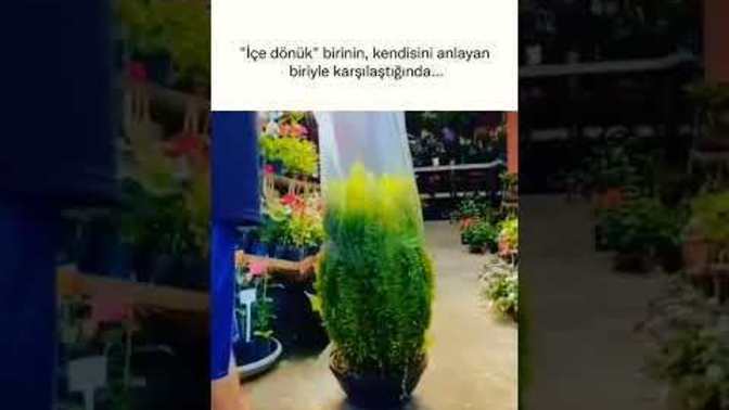 İçe dönük biri onu anlayan biri ile karşılaştığında ki duyguları nedir?