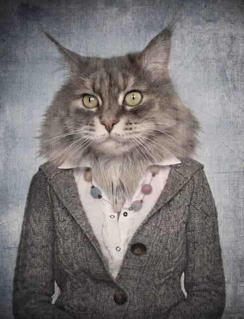 Bir kedi olsaydınız nasıl giyinirdiniz?
