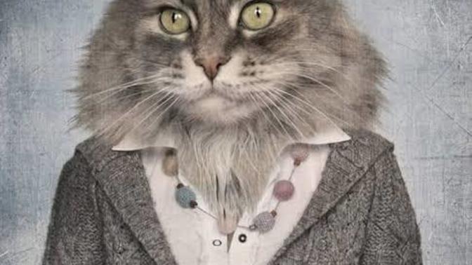 Bir kedi olsaydınız nasıl giyinirdiniz?