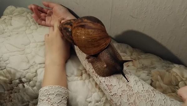 Esmerim ile birlikte hangi evcil hayvanın size uygun olacağını söylüyoruz! Evcil hayvanınızı öğrenmek ister miydiniz?
