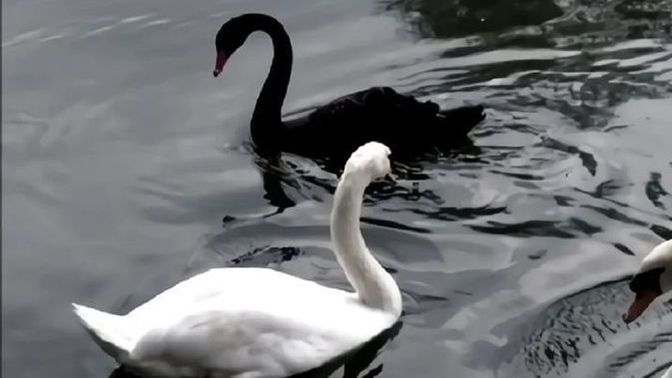 Sen hem siyah hem beyaz kuğu olabilir misin?