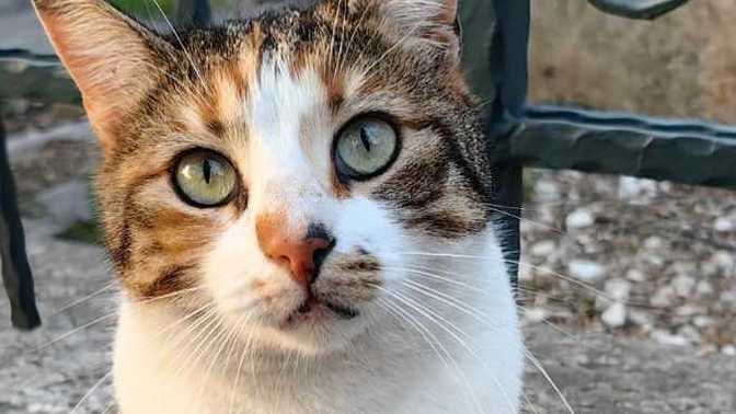 Çok tatlı değil miii?