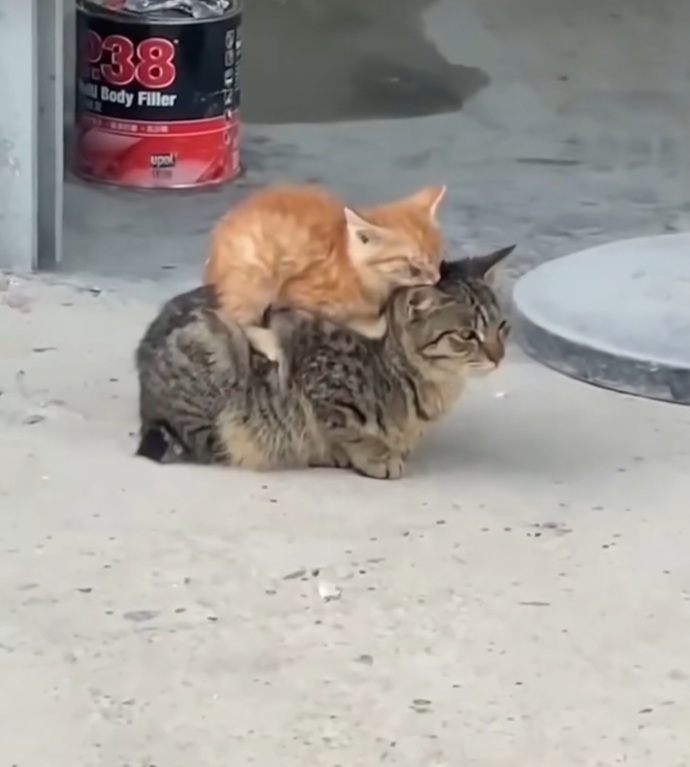 Alttakı kendinin surata bak 😅