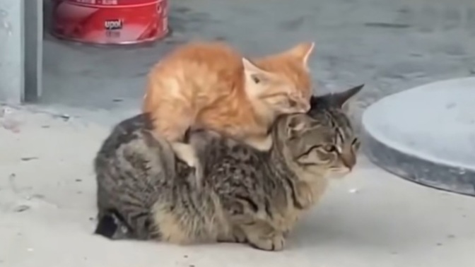 Baş belanız var mı sizinde?