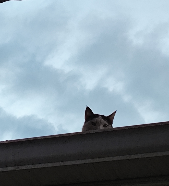 Kedi beni stalklıyor arkadaşlar ne yapa bilirimmm?🤭🤭her sabah aynı saatlerde stalklanıyom🤭🤭 günaydınnnnnn🌚🐱?