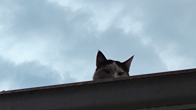 Kedi beni stalklıyor arkadaşlar ne yapa bilirimmm?🤭🤭her sabah aynı saatlerde stalklanıyom🤭🤭 günaydınnnnnn🌚🐱?