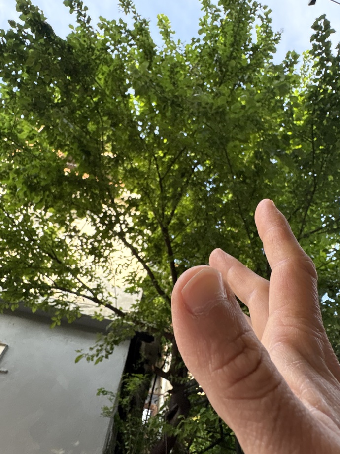 Ağaçtan çağla koparıp yiyebilmek büyük nimet değil mi?