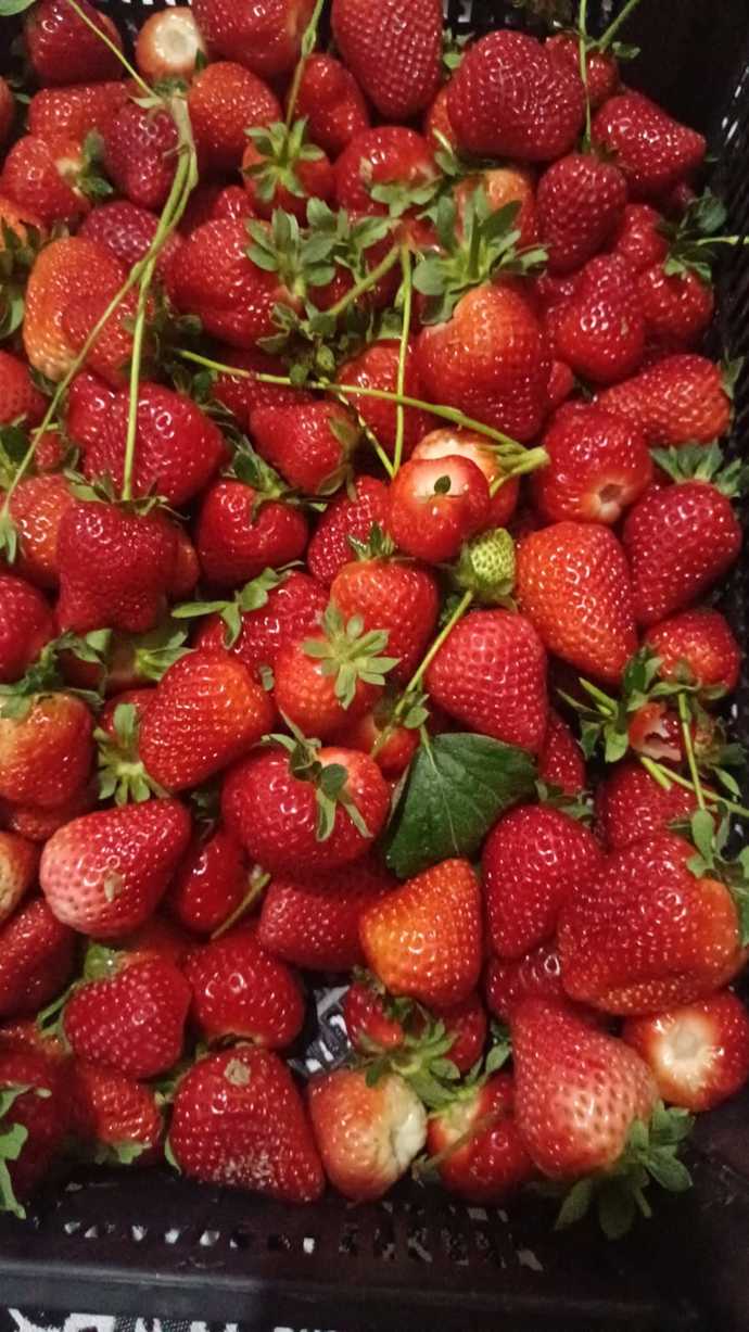 Bu Çileklerden size verirmiydim söyliyim mi 😂😂🍓🍓🍓 ( kipkirmizilar ama kamera sikintili😕 )?