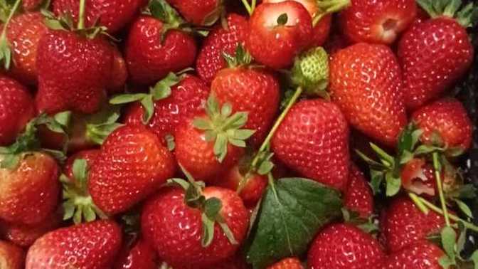 Bu Çileklerden size verirmiydim söyliyim mi 😂😂🍓🍓🍓 ( kipkirmizilar ama kamera sikintili😕 )?