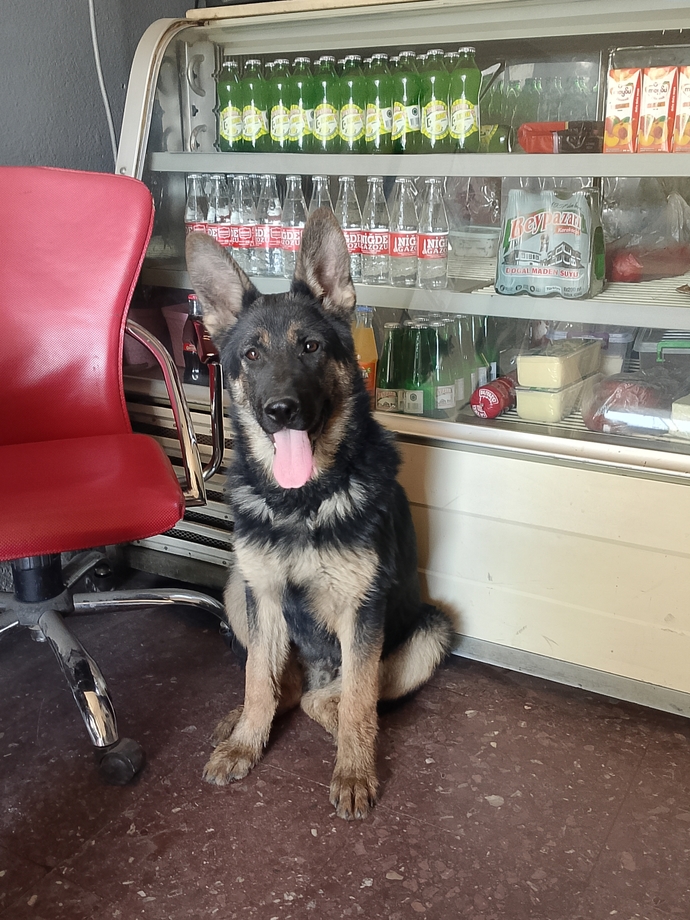 🐕🦺 🇩🇪