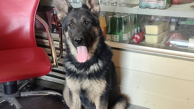 Sizi kankam Charlie'le 🐕‍🦺🇩🇪tanıştırayım. Emin olun insanoğlun'dan daha sadık ve vefalı Hayvanları severmisiniz?