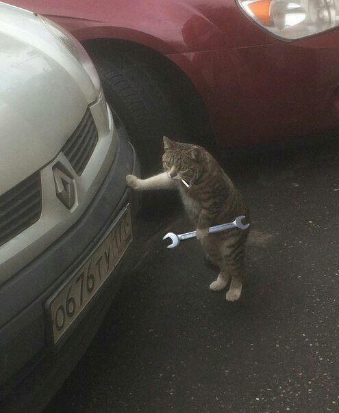 Dili olsa ne küfürler icad edecek ama. aaa terbiyesiz sus dıb😅😅🤣