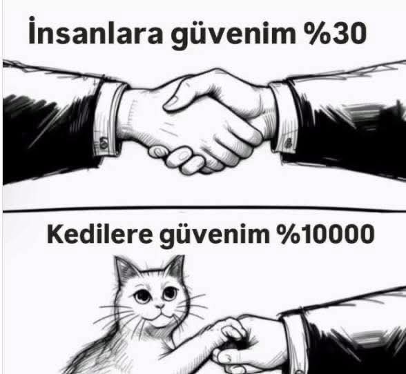 Kedilere güveniniz yüzde kaç?