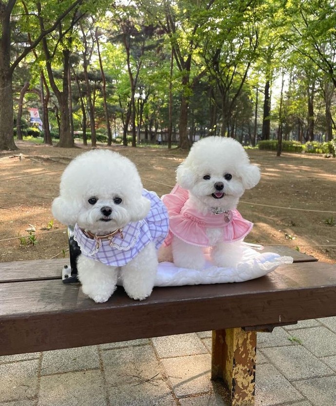 Köpeğin bile sevgilisi var 😅 hav hav hırrr