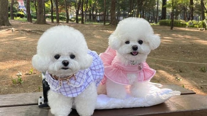 Yavru köpek tavsiye eder misiniz?