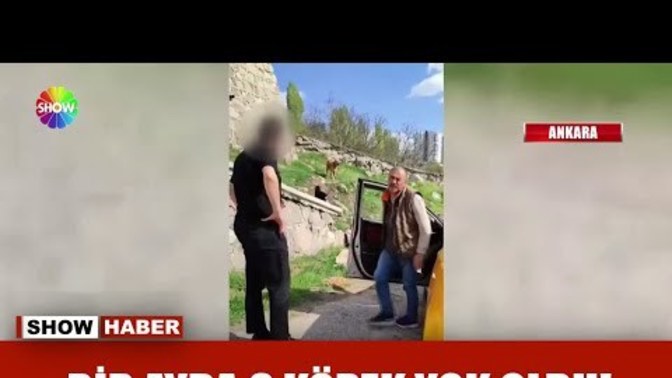 Senin koruyucu hayvanın hangisi?