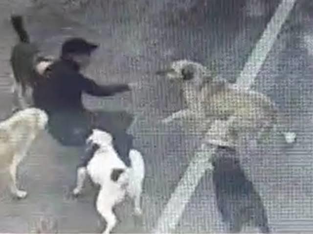 İnsanların ölümüne ve yaralanmalarına sebep olan başıboş köpekler toplanmalı mı?