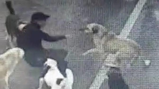 İnsanların ölümüne ve yaralanmalarına sebep olan başıboş köpekler toplanmalı mı?