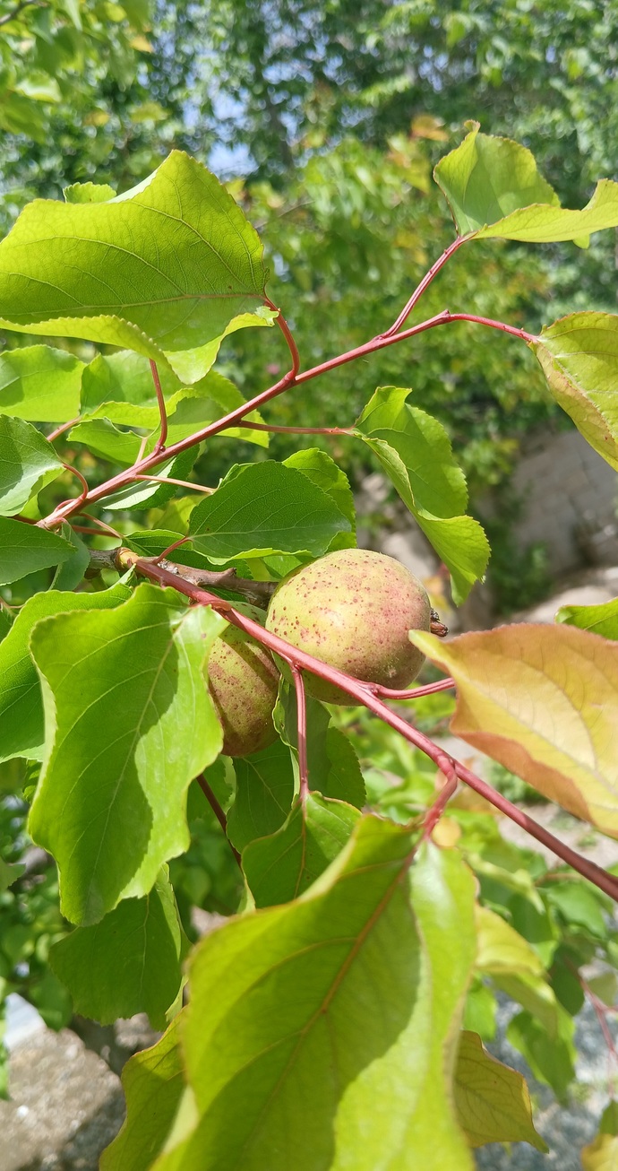 Çağala mı erik mi seçin bakalım?