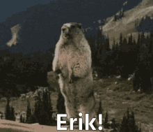 Çağala mı erik mi seçin bakalım?