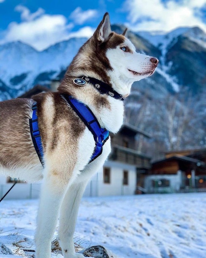 Bir köpeğiniz olsa ismini ne koyardınız?