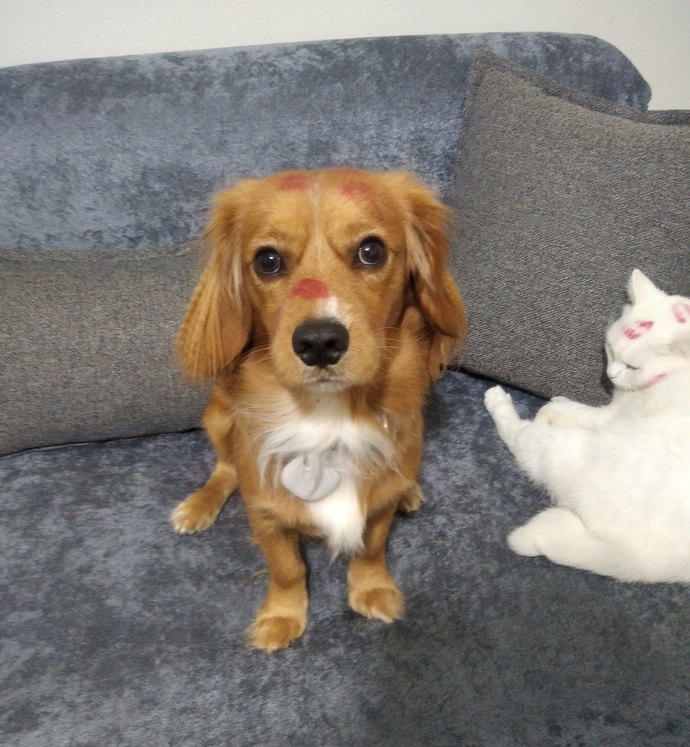 Bir köpeğiniz olsa ismini ne koyardınız?