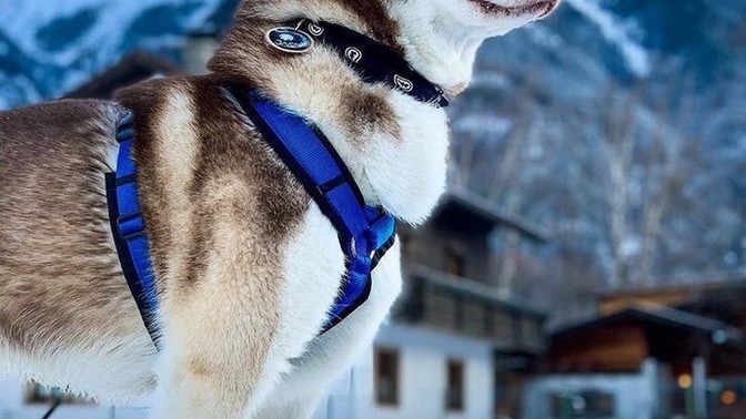 Bir köpeğiniz olsa ismini ne koyardınız?