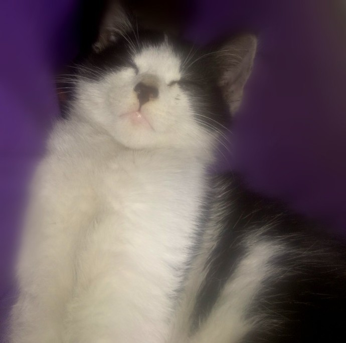 Siz hiç Sibirya kedisi gördünüz mü 😼?