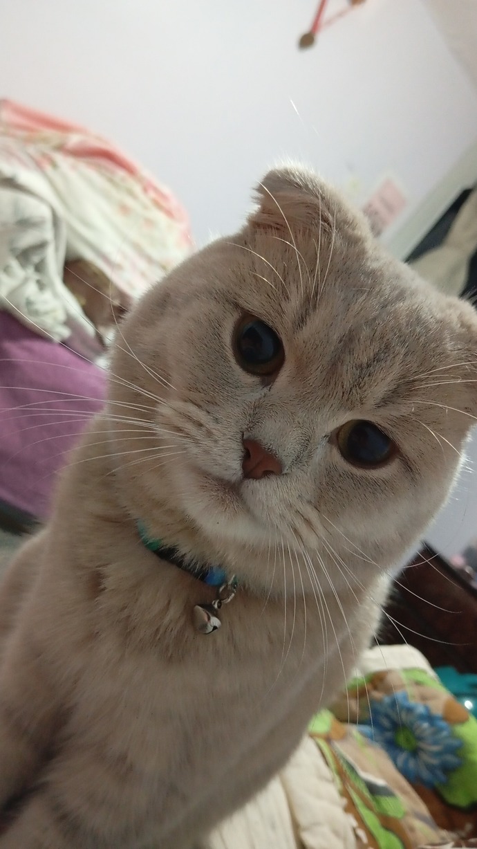 Siz hiç Sibirya kedisi gördünüz mü 😼?