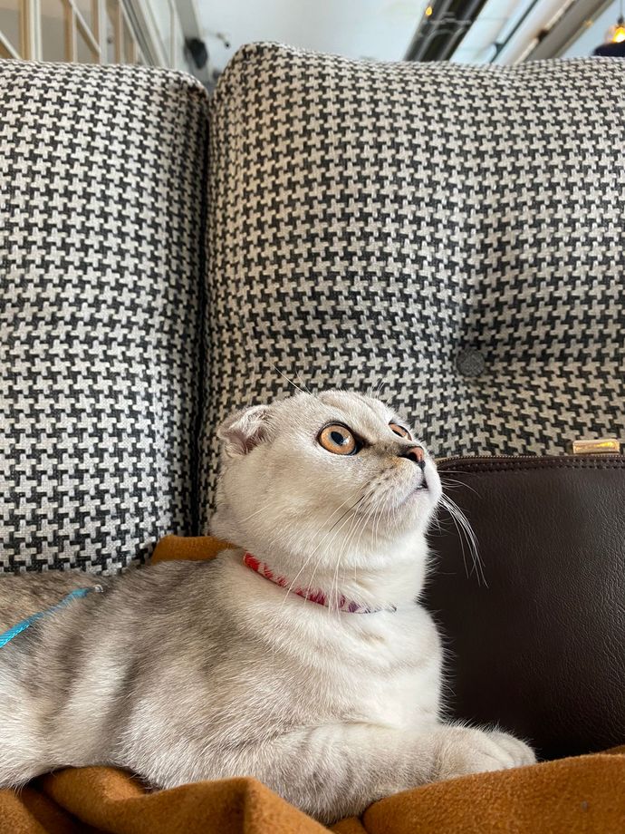 Siz hiç Sibirya kedisi gördünüz mü 😼?