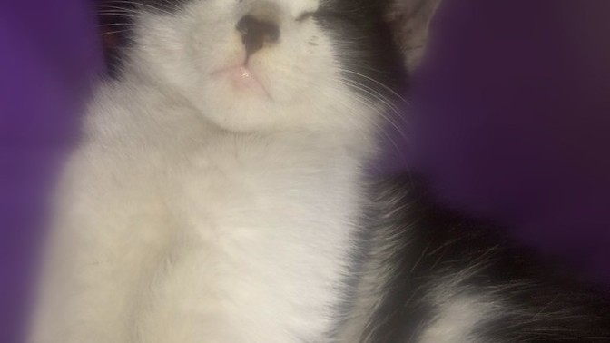 Siz hiç Sibirya kedisi gördünüz mü 😼?