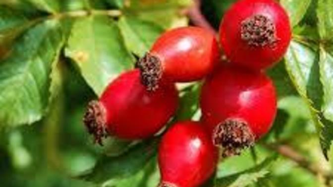 Kuşburnu marmelatı tadına baktınız mı?