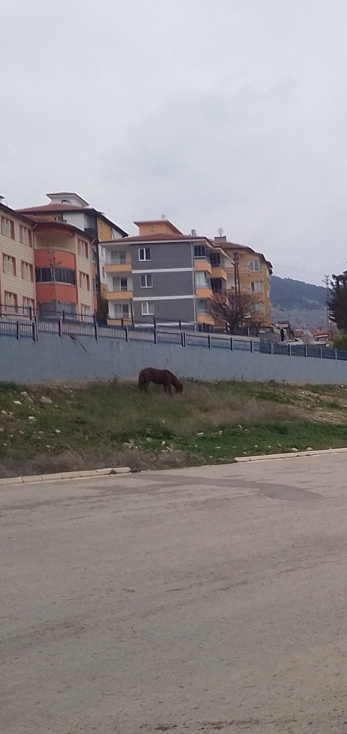 Kocişkom nasıl bacım?