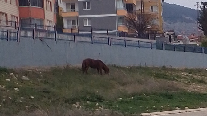 Kocişkom nasıl bacım?