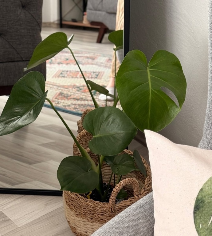 Monstera aldım ama bakabilir miyim şüpheli🥲Bakımı nasıl kolay mı var mı bir püf noktası hemencecik büyüsün istiyorum😊?